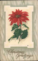 Poinsettia Flower Christmas Greetings Illustration Postcard
