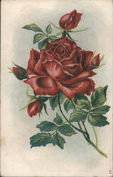 Red Roses Bouquet Floral Illustration Postcard