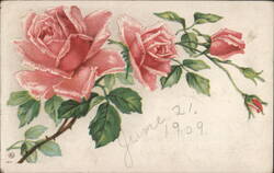 Pink Roses with Green Leaves, Dated June 21, 1909 Postcard
