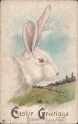 Easter Greetings White Rabbit Red Eyes Field Postcard