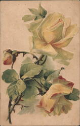 Yellow Roses Floral Illustration with Green Leaves Postcard