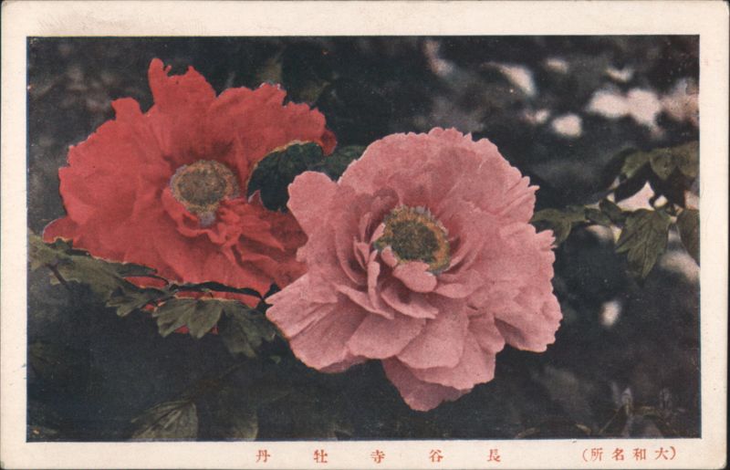 Red and Pink Peonies at Chōkoku-ji Temple Japan