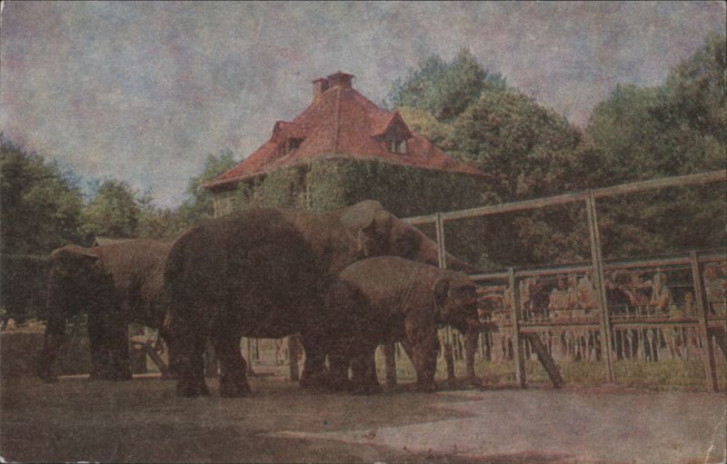 Kaliningrad Zoo Asian Elephant Family Russia