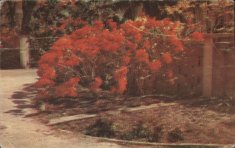 Poinsettia Bush, Barbados Caribbean Islands