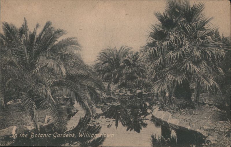 Botanic Gardens, Williamstown, Palm Trees & Pond Australia
