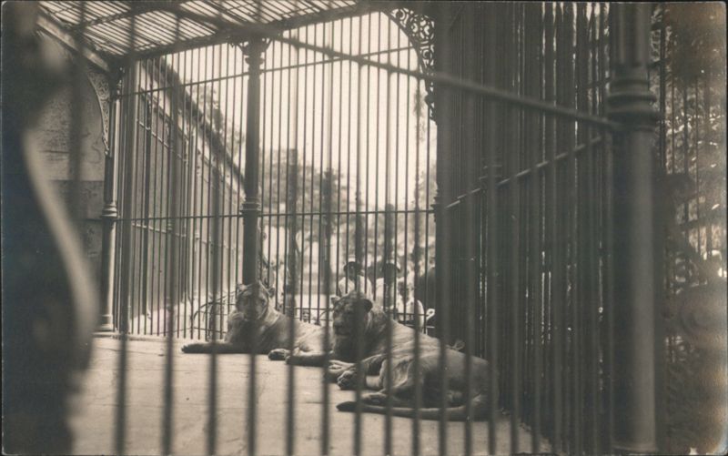Lions in Cage at Zoo