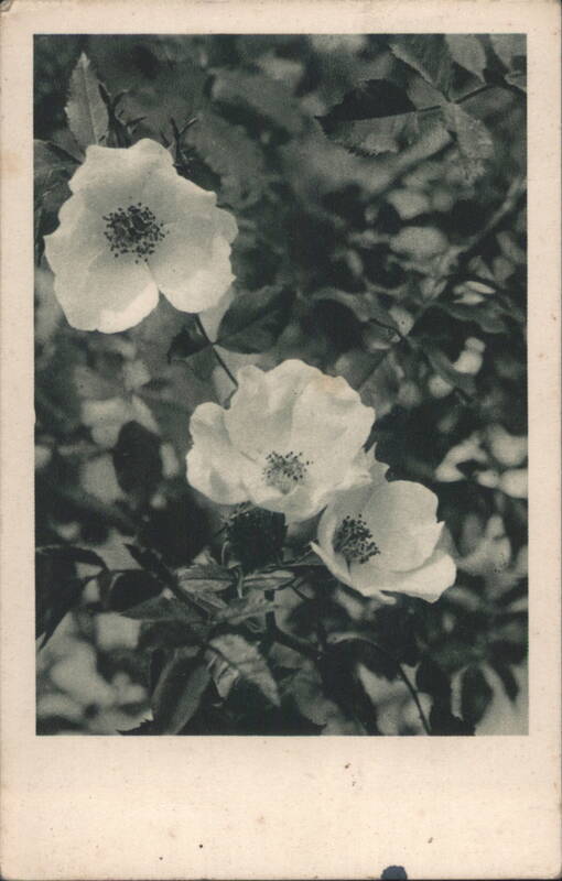 Three White Flowers, Sent from Prague to Sušice 1944