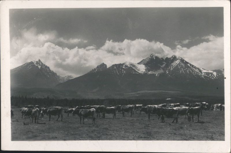 High Tatras Mountains, Cows Grazing Slovakia Eastern Europe