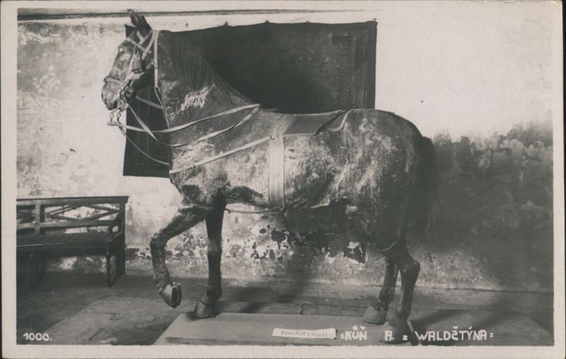 Taxidermied Horse of Wallenstein Czechoslovakia