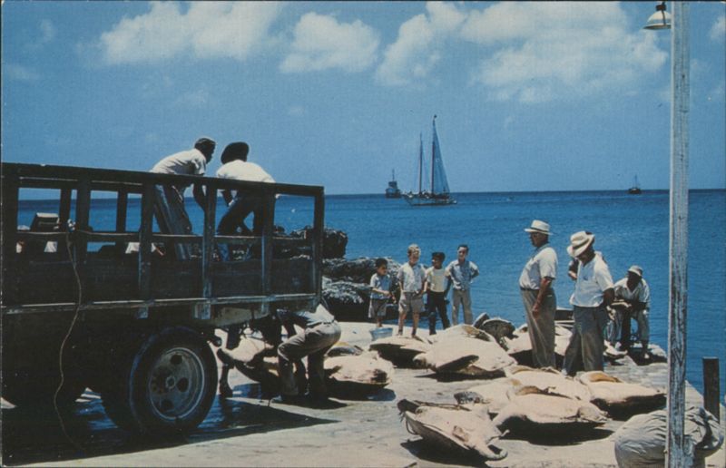 Green Turtles Turtling Industry, Grand Cayman Cayman Islands