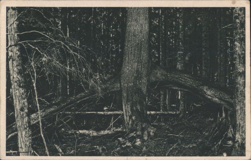 Urwald am Kubani - Dense Forest with Fallen Trees Russia