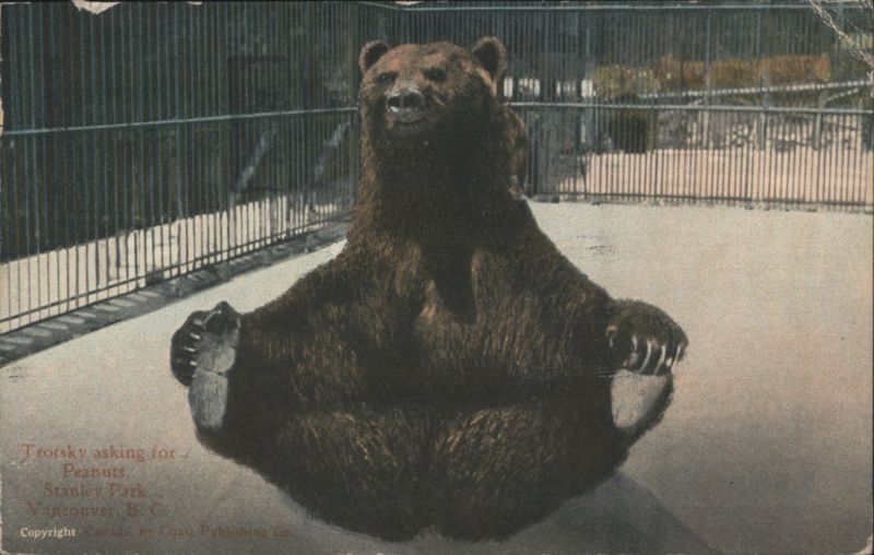 Trotsky Bear Asking for Peanuts, Stanley Park, Vancouver BC Canada