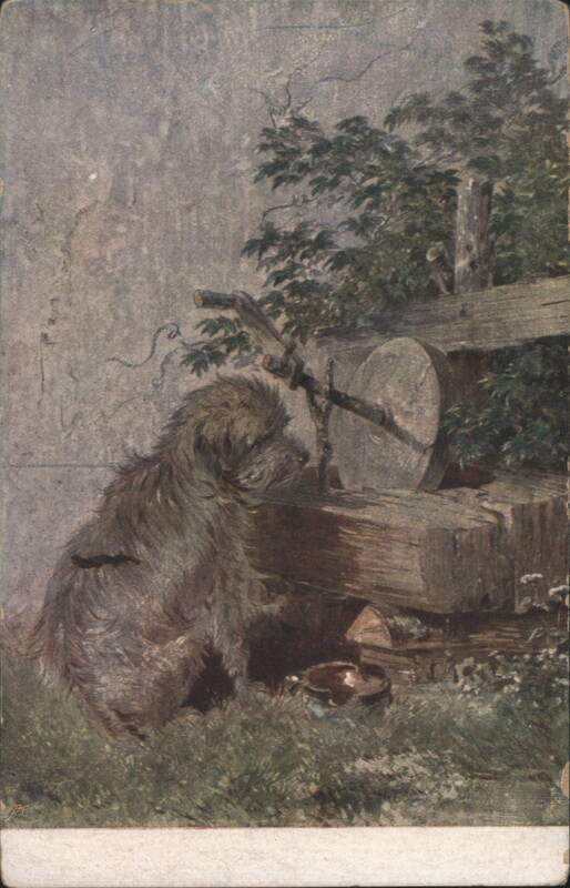 Shaggy Dog at Grinding Wheel Dogs
