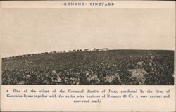 Romano Vineyard, Jerez, Spain - Gonzalez-Byass Postcard