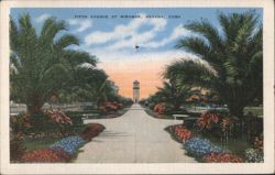Fifth Avenue at Miramar, Havana Postcard