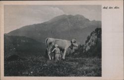 Auf der Alm: Woman Milking Cow, German Alps Postcard
