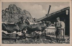 Auf der Alm - Herdsman with Cows in Alpine Mountains Postcard