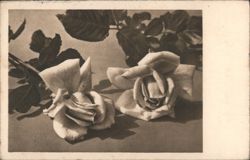 Two Roses with Leaves Postcard