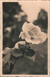 Rose with Leaves Postcard