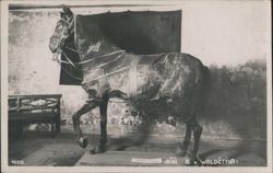 Taxidermied Horse of Wallenstein Postcard