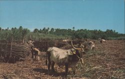 Loading Cane in Fijian Sugarcane Fields Postcard