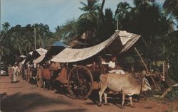 Bullock Carts with Curled-End Canopies, Malacca Postcard