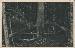 Urwald am Kubani - Dense Forest with Fallen Trees Postcard