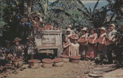 Coffee Berries Transported to Ox-Cart for Beneficio Postcard