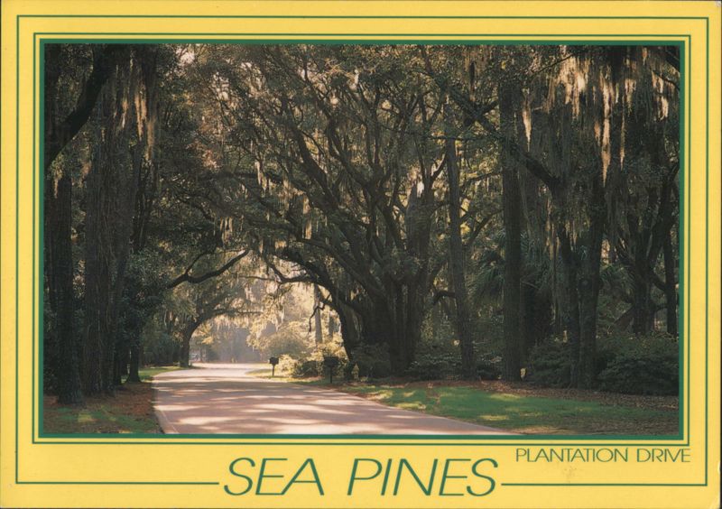 Plantation Drive Live Oaks draped with Spanish Moss, Sea Pines Hilton Head Island South Carolina