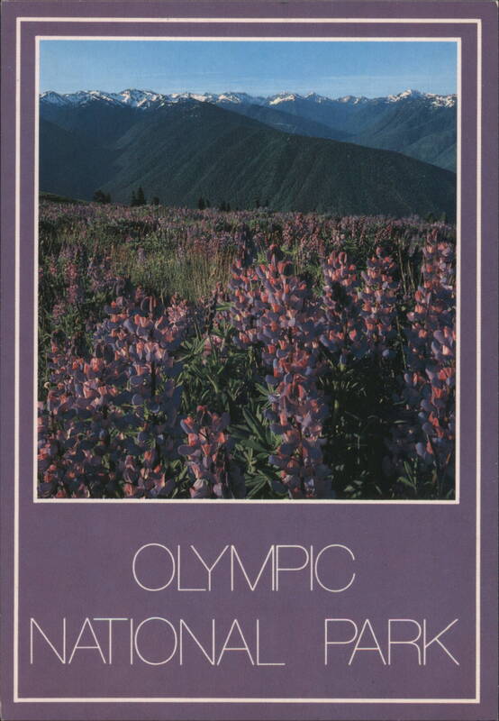 Lupine Wildflowers in Meadow, Olympic National Park Washington
