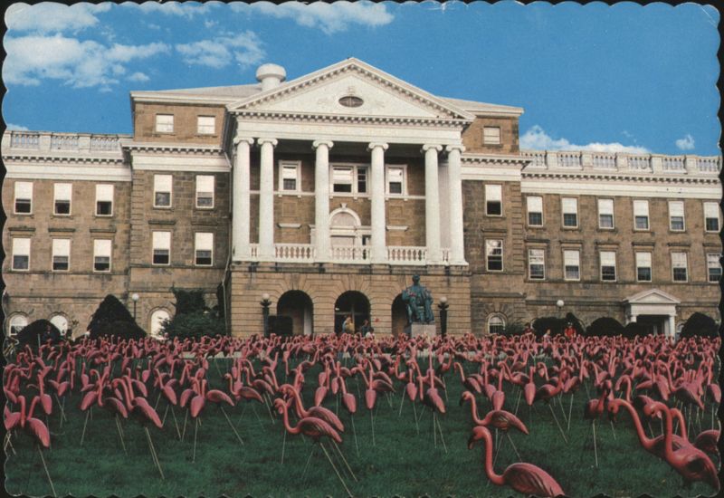 Flamingus Pinkus Plasticus Bascom Hall, UW Madison Wisconsin