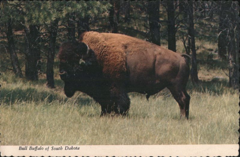 Bull Buffalo of South Dakota, American Bison Wildlife