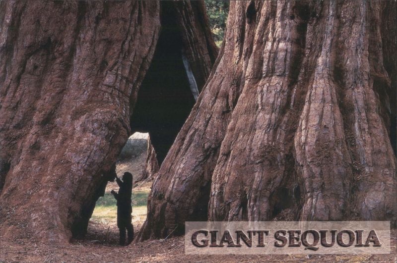Giant Sequoia Trunks with Person for Scale, Sierra Nevada, CA Sierra Nevada Mountains California