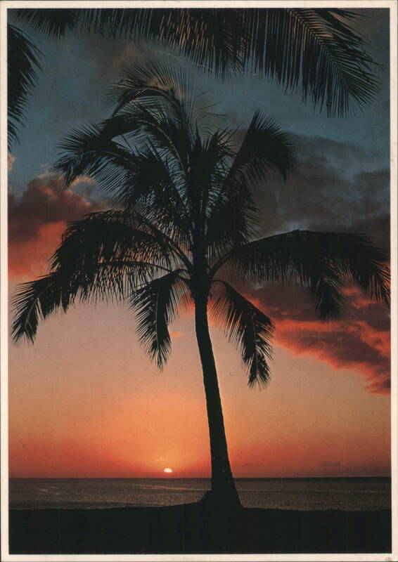 Silhouette Palm Tree Sunset Moods, Dramatic Ocean View