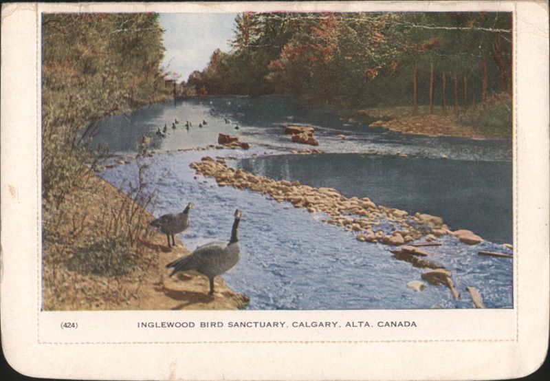 Inglewood Bird Sanctuary, Geese on River Bank, Calgary AB Canada