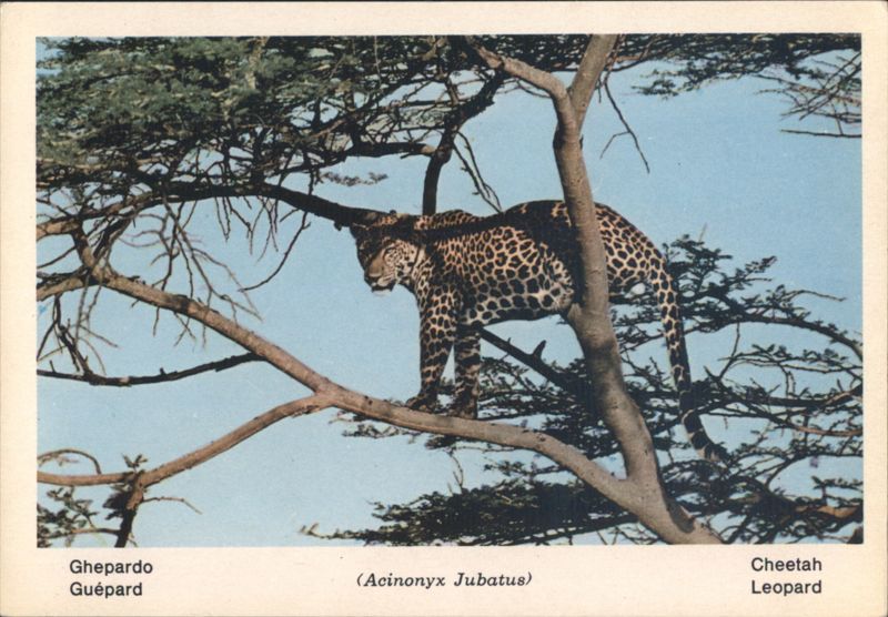 Cheetah (Acinonyx Jubatus) in Tree - Fauna Africana