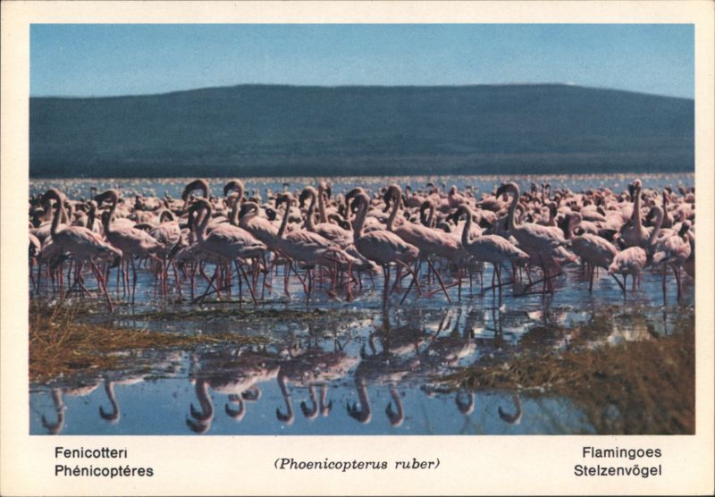 African Fauna: Flamingos (Phoenicopterus ruber) Birds