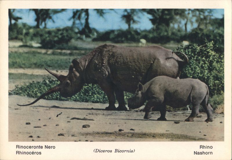 Black Rhinoceros (Diceros Bicornis) Mother and Calf
