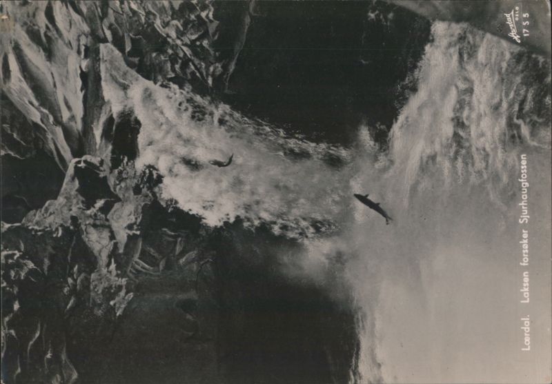 Salmon Leaping Sjurhaugfossen Waterfall, Lærdal Norway
