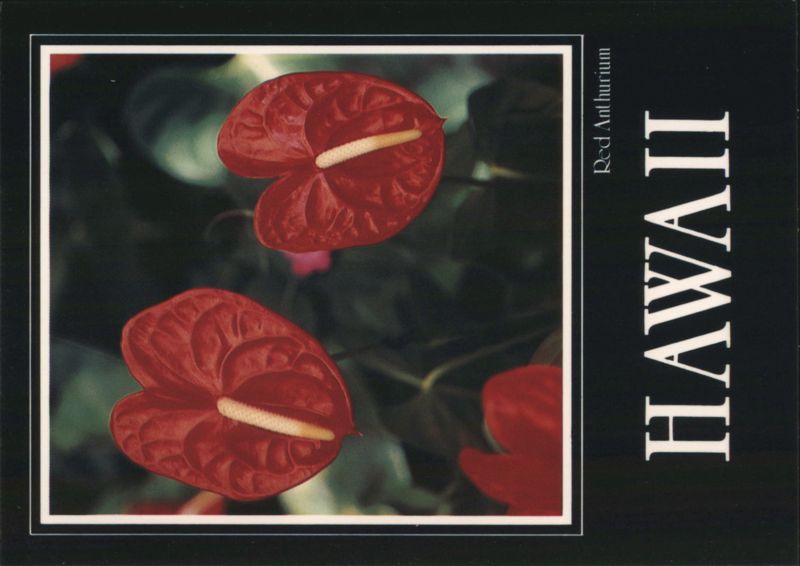 Red Anthurium Flowers, Brilliant Blossoms of HAWAII