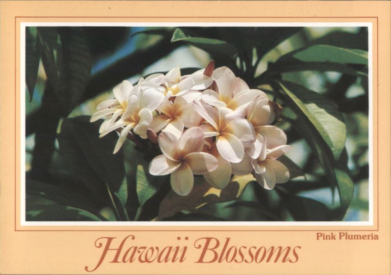 Pink Plumeria Blossoms - Hawaii Flowers D. Young