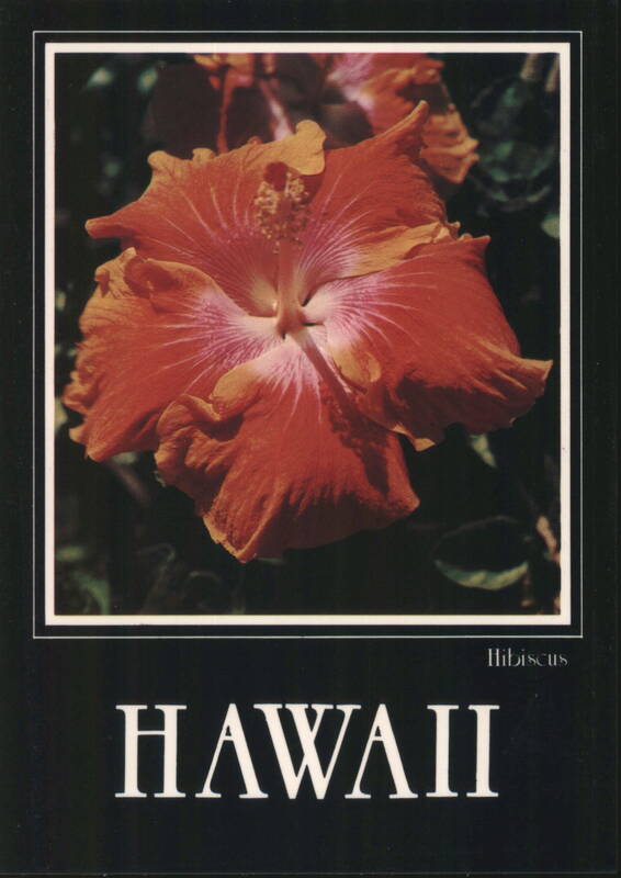 Hibiscus Flower, Official State Flower of Hawaii
