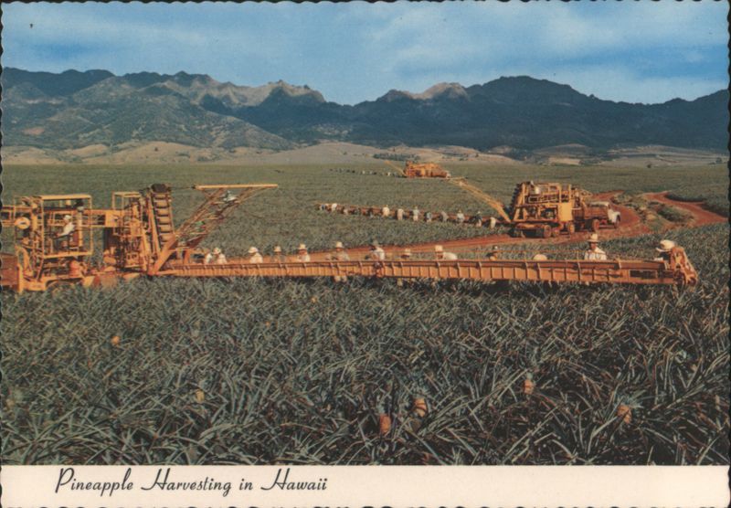 Pineapple Harvesting in Hawaii - Modern Machinery R. Wenkam