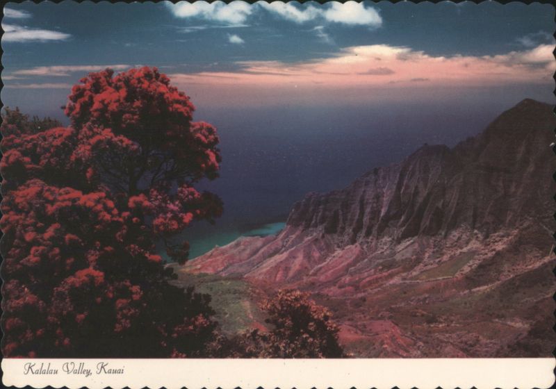 Kalalau Valley, Na Pali Coast, Ohia Tree in Foreground Kauai Hawaii
