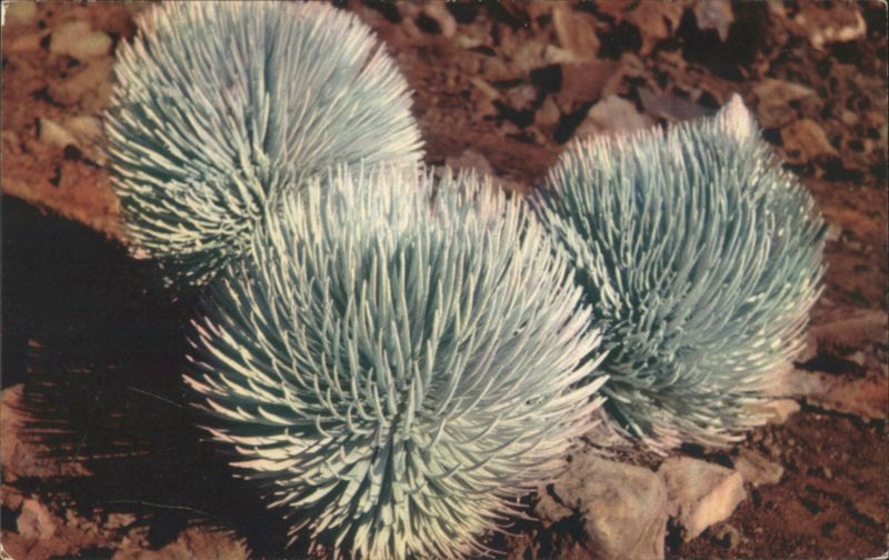Silversword Plant on Haleakala, Maui Isle Hawaii WILLIAM A. HOBBS, JR.