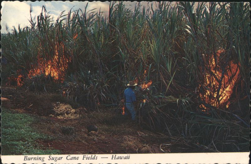 Burning Sugar Cane Fields, Worker Supervising Harvest, HI Hawaii