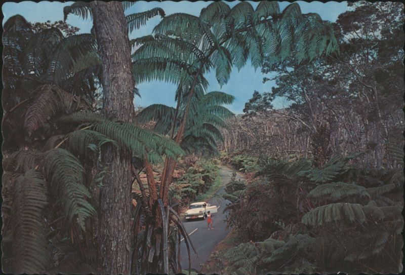 Giant Fern Forest near Kilauea, Island of Hawaii R. Wenkam