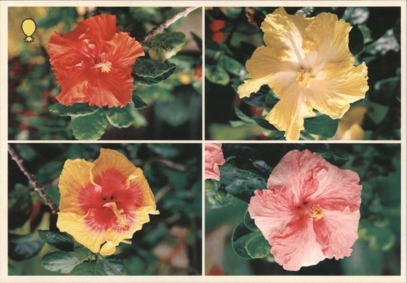 Hawaii Hibiscus State Flower Varieties Closeup Benoit Chalfour
