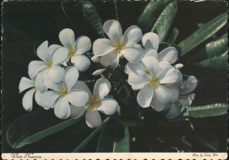White Plumerias (Frangipani) Tropical Island Flower