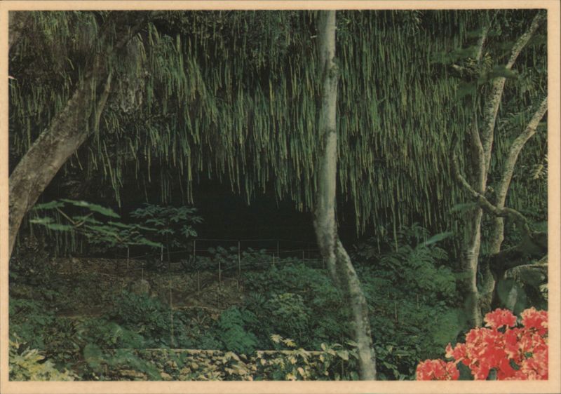 Magnificent Fern Grotto, Lush Tropical Jungle View, Kauai Hawaii